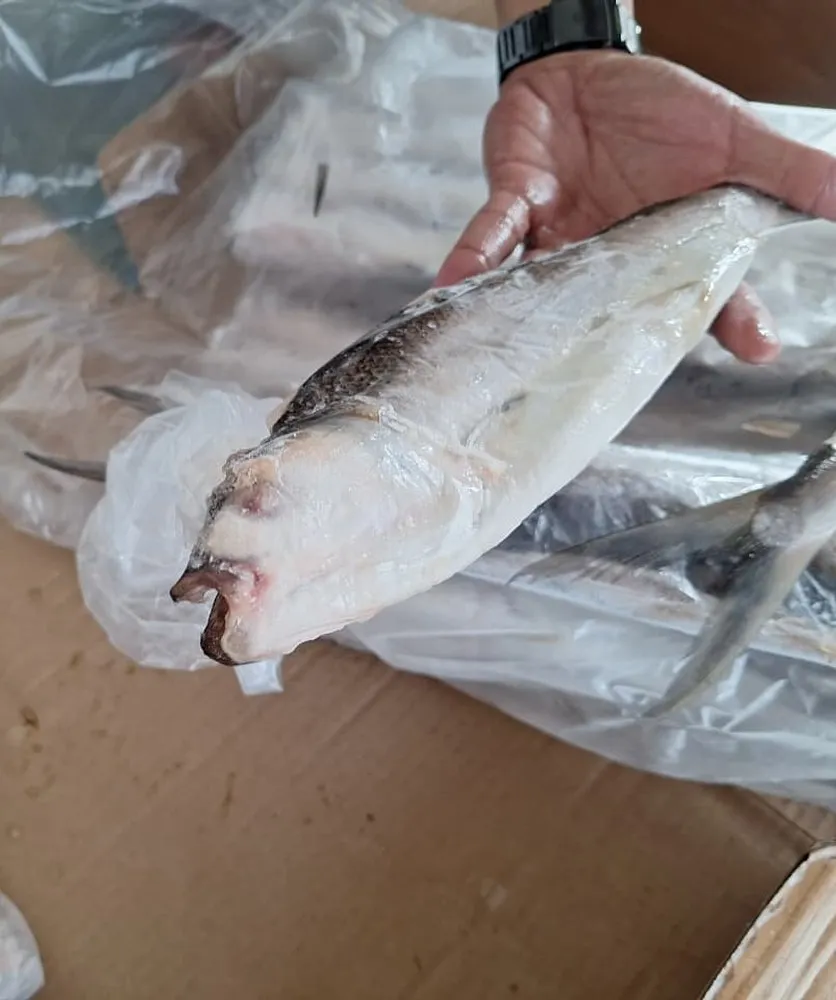 Satu bandeng beku dalam kantong PE