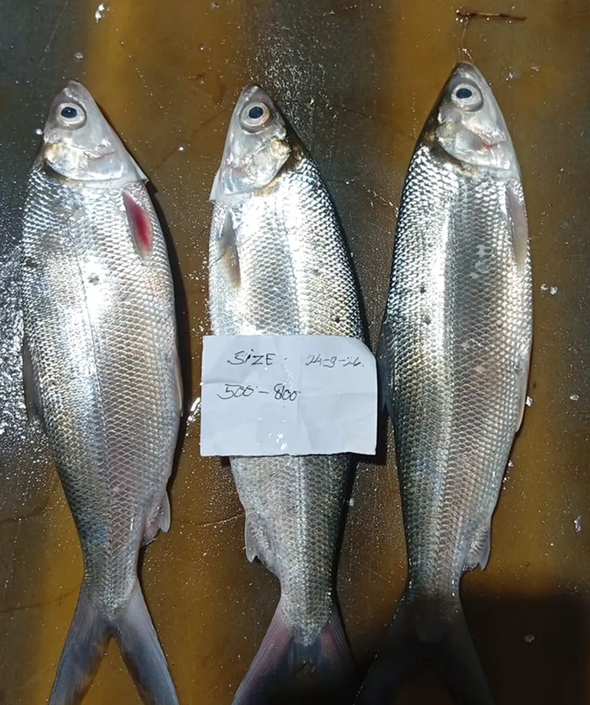 Sampel bandeng dengan label ukuran 500–800 g