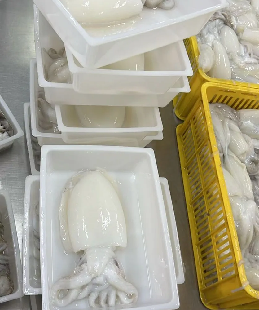 Produk ditata dalam wadah sebelum pembekuan